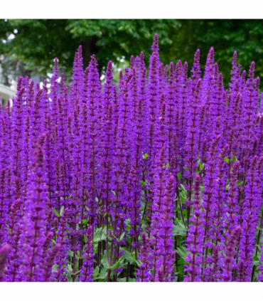 Salvia nemorasa 'Caradonna' 9cm / 2L