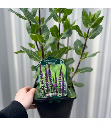 Salvia nemorasa 'Caradonna' 9cm / 2L