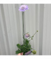 Scabiosa Butterfly Blue 9cm/2L