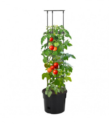Tomato Grower Anthracite Ø29.5x115 cm Polypropylene