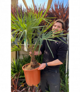 Trachycarpus Fortunei 7L / 12L