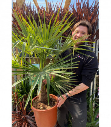 Trachycarpus Fortunei 7L / 12L