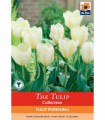 Tulip 'Purissima' (6 Bulbs)