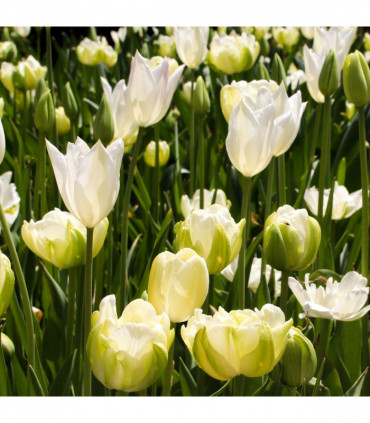 Tulip 'Purissima' (6 Bulbs)