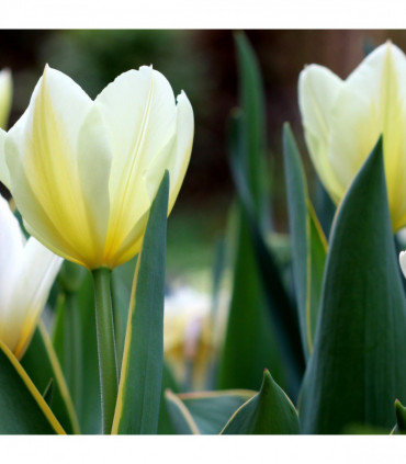 Tulip 'Purissima' (6 Bulbs)