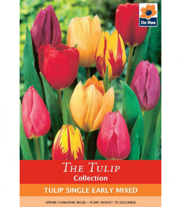 Tulip Single Early Mixed (7 Bulbs)