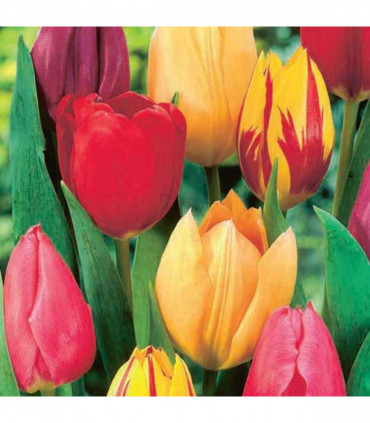 Tulip Single Early Mixed (7 Bulbs)
