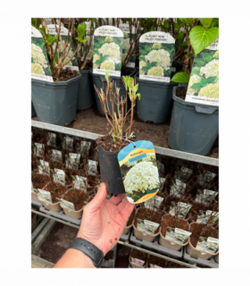 Hydrangea arborescens 'Annabelle' 9cm / 2L