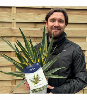 Yucca 'Gloriosa' Variegata 9cm / 3L / 7.5L