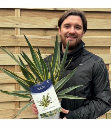 Yucca 'Gloriosa' Variegata 9cm / 3L / 7.5L