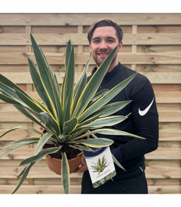 Yucca 'Gloriosa' Variegata 9cm / 3L / 7.5L