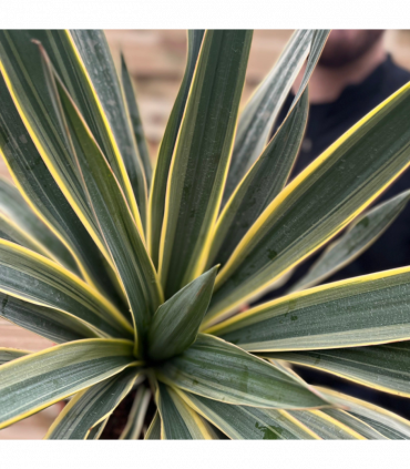 Yucca 'Gloriosa' Variegata 9cm / 3L / 7.5L