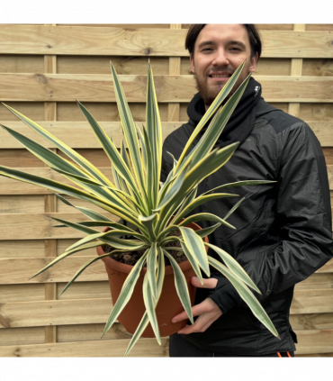 Yucca 'Gloriosa' Variegata 9cm / 3L / 7.5L