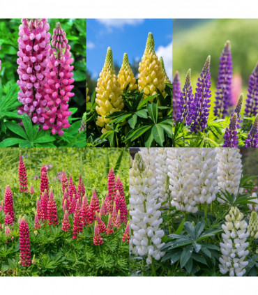 SPECIAL OFFER: Lupin - Gallery Mix of 5