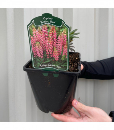 SPECIAL OFFER: Lupin - Gallery Mix of 5