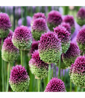 Allium sphaerocephalon 9cm Pot