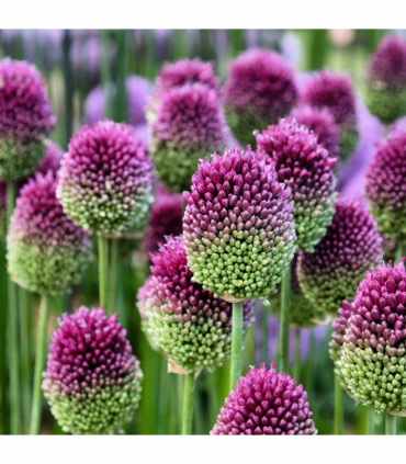 Allium sphaerocephalon 9cm Pot