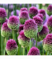 Allium sphaerocephalon 9cm Pot