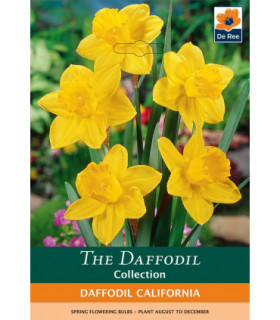 Daffodil 'California' (6 Bulbs)