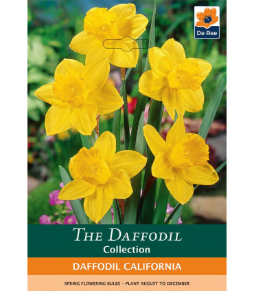 Daffodil 'California' (6 Bulbs)