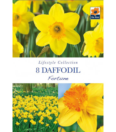 Daffodil 'Fortune' (8 Bulbs)