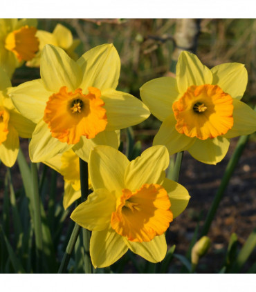 Daffodil 'Fortune' (8 Bulbs)
