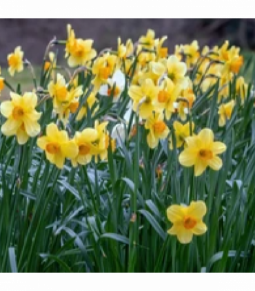 Daffodil 'Fortune' (8 Bulbs)