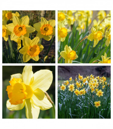 Daffodil 'Fortune' (8 Bulbs)