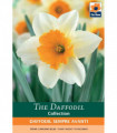 Daffodil 'Sempre Avanti' (5 Bulbs)