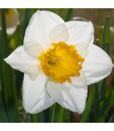 Daffodil 'Sempre Avanti' (5 Bulbs)
