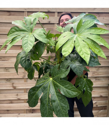 Fatsia japonica 9cm-5L