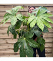 Fatsia japonica 9cm-5L