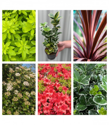 Hardy Evergreen Mixed Shrub Deal (6 Plants)