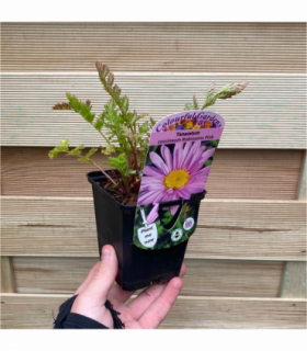 Tanacetum coccineum 'Robinson's Pink' 9cm