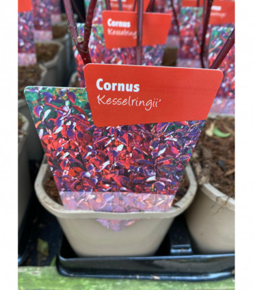 Cornus 'Kesselringii' - Black Stem Dogwood 1L / 2L