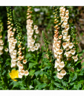 Digitalis purpurea 'Dalmatian Peach' (Foxglove) 9cm/3L