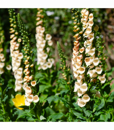 Digitalis purpurea 'Dalmatian Peach' (Foxglove) 9cm/3L