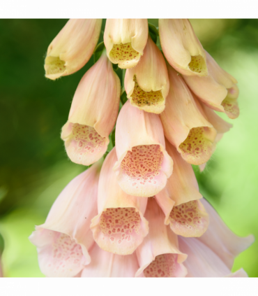 Digitalis purpurea 'Dalmatian Peach' (Foxglove) 9cm/3L