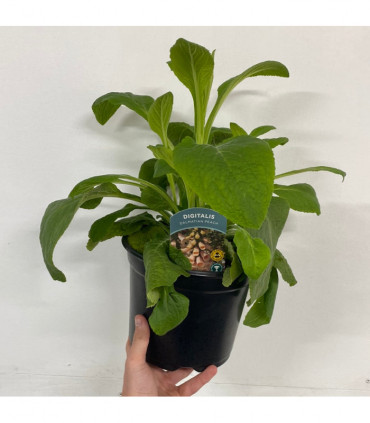 Digitalis purpurea 'Dalmatian Peach' (Foxglove) 9cm/3L