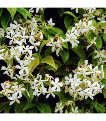 Evergreen Star Jasmine | Trachelospermum jasminoides | Climber