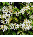 Evergreen Star Jasmine | Trachelospermum jasminoides | Climber