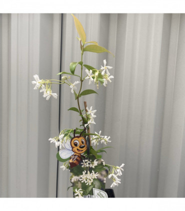Evergreen Star Jasmine | Trachelospermum jasminoides | Climber