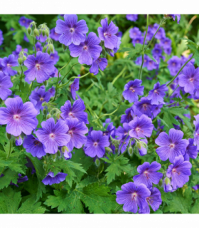 Geranium 'Johnson's Blue' 9cm/2L/3L