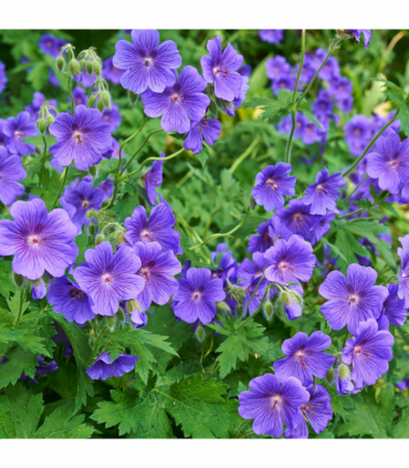 Geranium 'Johnson's Blue' 9cm/2L/3L