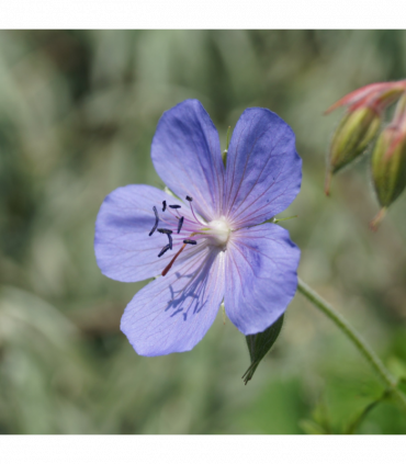 Geranium 'Johnson's Blue' 9cm/2L/3L