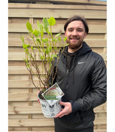 Hydrangea arborescens 'Incrediball' / 'Strong Annabelle' 3L / 5L / 10L