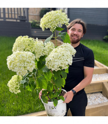 Hydrangea arborescens 'Incrediball' / 'Strong Annabelle' 3L / 5L / 10L