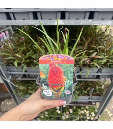 Kniphofia 'Royal Castle' (Red Hot Poker) 9cm/2L