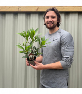 Laurus nobilis (10.5cm)