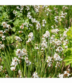 Libertia grandiflora 2L